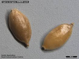 Image result for Cyperus laevigatus