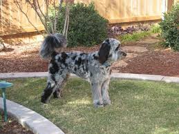 Merle aussiedoodle and merle mini aussiedoodle puppies for sale. F1 Standard Aussiedoodle Puppies For Sale Aussiedoodle Puppies Golden Doodle Dog