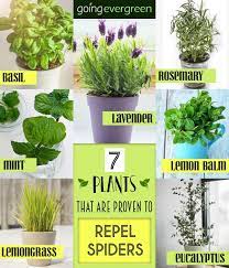 7 Indoor And Outdoor Plants That Actually Repel Spiders Citronella Plant Lemongrass Plant Plants