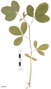 Image result for Crotalaria reptans