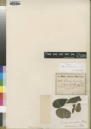 Image result for Tinnea apiculata