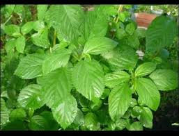 Image result for Kotschya ochreata