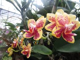 Check spelling or type a new query. Kenali Dulu Arti Dari Bunga Sebelum Diberikan Ke Orang Spesial Okezone Lifestyle