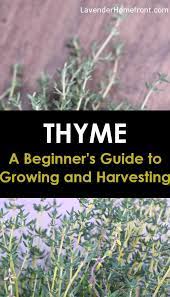 How To Grow And Harvest Thyme Thyme Plant Vegetable Garden Design Growing Herbs