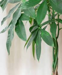 They're commonly given as gifts for all of these reasons. Shaping Money Trees How To Make Them Taller Bushier Straighter And More The Healthy Houseplant