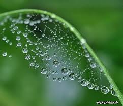 بخار الماء الذي يتكاثف في طبقات الجوّ الباردة بالليل ويسقط على الأرض على شكل قطرات لماعة جميلة. ØµÙˆØ± Ù„Ù‚Ø·Ø±Ø§Øª Ø§Ù„Ù†Ø¯Ù‰ Ø´Ø¨ÙƒØ© Ø§Ø¨Ùˆ Ù†ÙˆØ§Ù