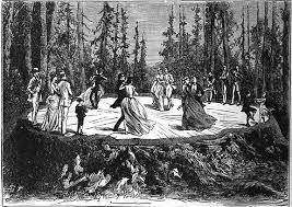 Giant Tree Stump Journeys From Sierra To S F Opera Stage Kqed