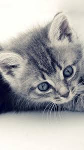 Supbro123, picachewy and 16 others like this cute cat kitten images. Cute Cat Kitten Macro Gray Background Iphone 8 Wallpapers Free Download