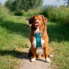 He arrived in britain as recently as 1988, and has made steady progress ever since. Nova Scotia Duck Tolling Retriever Styx Tollers Happy Dog Nova Scotia Duck Tolling Nova Scotia Duck Tolling Retriever Retriever