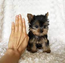 We have adorable yorkie puppies for adoption i have nice baby face yorkie puppies for adoption they are 13 weeks old,yorkie puppies to give it out for name: Teacup Yorkie Puppies For Adoption Yorkie Puppies For Adoption Teacup Yorkie Puppy Teacup Puppies For Sale