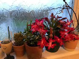 Not surprisingly, christmas cacti require different care than do most cacti. My Christmas Cactus Has Finally Bloomed Some Of My Plants In The Bathroom Bc Of The Cold Atm Cactus
