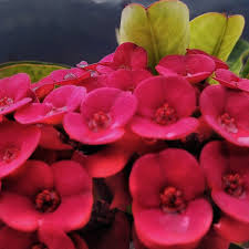 Image result for Euphorbia chevalieri