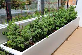 If you're planting tomatoes in the spring, leave at least two feet or more between plants so that good air circulation can help pollinate. Grow Tomatoes In Raised Beds Everything You Need To Know Tomato Bible