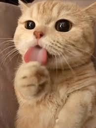 Pin By Khanhvan260501 On Hinh Cho Meo Dễ Thương In 2020 Cute Baby Cats Baby Cats Cute Baby Animals