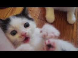 All other cats i've seen will fluff their tails and back fur up when they're scared or upset, but my kitty fluffs himself up when he's really happy. Soft Kitty Youtube