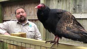 The turkey vulture is so named because its head resembles the head of a wild turkey. Turkey Vultures Youtube