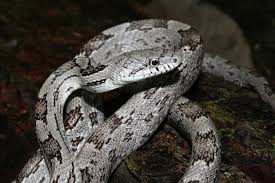 Black And Orange Snake Florida Poisonous Oak Phase Grey Rat Snake Florida Caverns State Park Jackson Co Fl 3 Rat Snake Florida Caverns State Park Snake