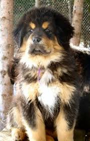 Tibetan Mastiff Growth Rates Tibetan Mastiff Info Com