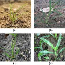 Four Kinds Of Lawn Images Collected A Kentucky Bluegrass B Download Scientific Diagram Does fescue give a nice look to it like kbg? four kinds of lawn images collected a