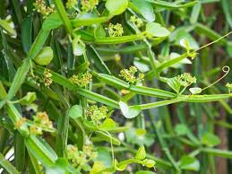 Image result for Cissus aralioides