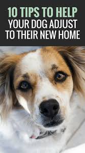 10 Tips To Help Your Dog Adjust To Your Home Puppy Leaks Dog Advice Dog Adoption Dog Life Hacks