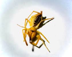 You may have heard about spiders called the sun spider or the wind scorpion. Found A Camel Spider Today Yikes Newmexico