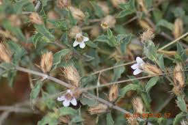 Image result for Lepidagathis randii