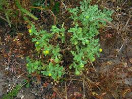 Image result for Grangea maderaspatana