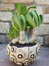Image result for Euphorbia plenispina