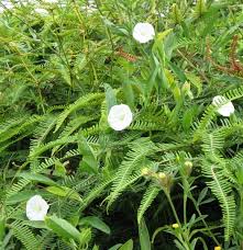 Image result for Aniseia martinicensis