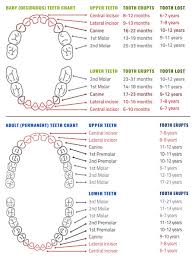 Key Oral Milestones In Your Childs Development Niles