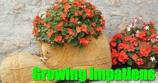 For flower beds, plant 8 to 12 inches apart so the plants will stay low to the ground. Growing Impatiens Plants Vibrant Colors For Shade Pots And Borders