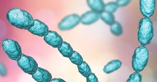 Image result for chancroid