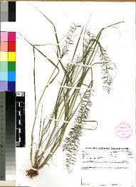 Image result for Pogonarthria