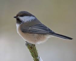 Small Gray Bird With Black And White Head Gray Headed Chickadee Chickadee Audubon Society Birds