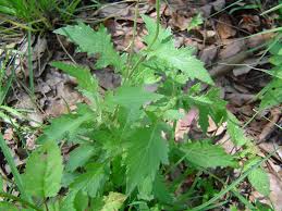 Image result for Crassocephalum