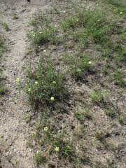 Image result for Cienfuegosia digitata