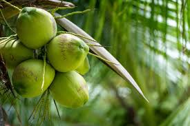 Image result for Cocos nucifera
