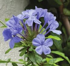 Image result for Chlorophytum amplexicaule