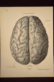 Human Brain Wall Art Human Anatomy Print Medical Wall Decor Etsy Insect Print Architectural Prints Human Brain