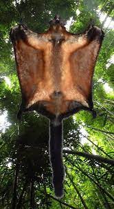Laotian Flying Squirrel New Species Of Giant Flying Squirrel Discovered We Re Going To Need Some Bigger Nuts Flying Squirrel Giant Squirrel Squirrel