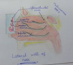 Bones, cartilages and mucosa with focus on the lateral wall. Medicowesome The Basics Lateral Wall Of Nasal Cavity