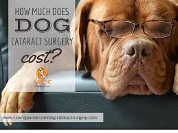 How Much Does Dog Cataract Surgery Cost Caninejournal Com Cataract Surgery Cataract Dogs