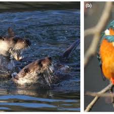 How to say river otter in spanish. Commensal Association Of The Common Kingfisher With Foraging Eurasian Otters Request Pdf