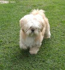 Check spelling or type a new query. Lhasa Apso Very Cute Puppies Lhasa