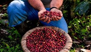 I never knew it took so much work to produce coffee!! The Best Coffee In The World My Guide Costa Rica