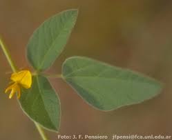 Image result for Rhynchosia luteola