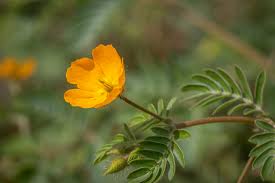 Image result for Hippocratea parviflora