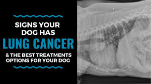 I think one of the big differences in dogs is that they don't have the anticipation, so they don't know what to expect. Signs Your Dog Has Lung Cancer The Best Treatments Options For Your Dog Vlog 104