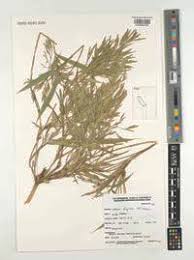 Image result for Oldeania alpina